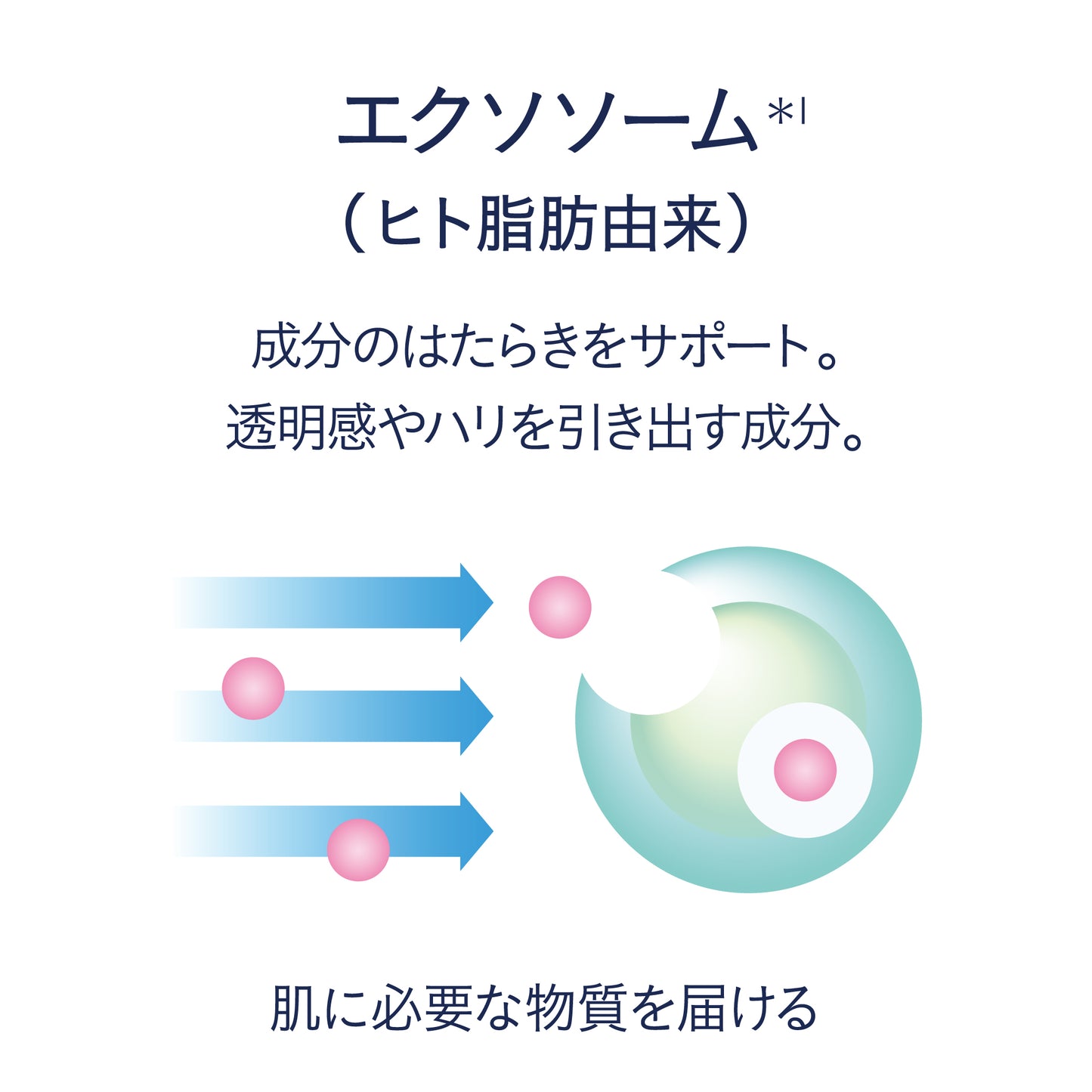 CELLEAD+ HYBRID STEM SERUM (セリードプラス ハイブリッドステムセラム)