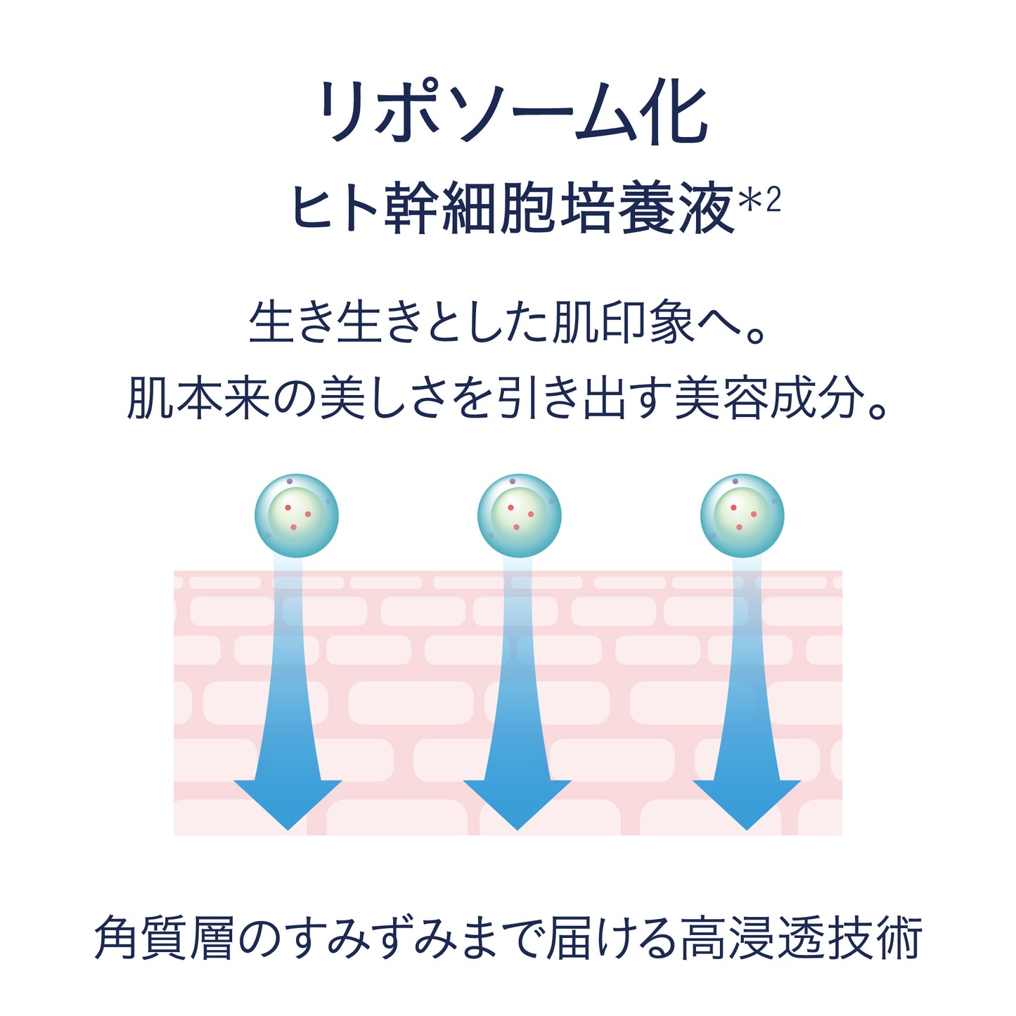 CELLEAD+ HYBRID STEM SERUM (セリードプラス ハイブリッドステムセラム)